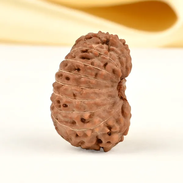 17_Mukhi_Indonesian_Rudraksha_Bead_-_Katyayani_Devi