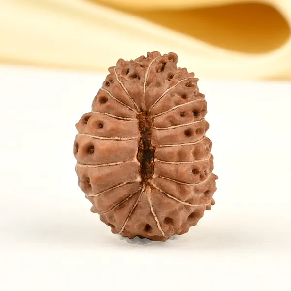 17_Mukhi_Indonesian_Rudraksha_Bead_-_Katyayani_Devi