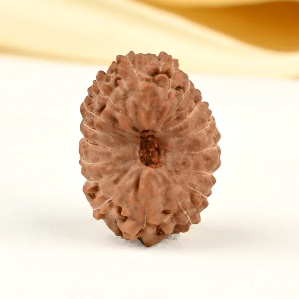 17_Mukhi_Indonesian_Rudraksha_Bead_-_Katyayani_Devi
