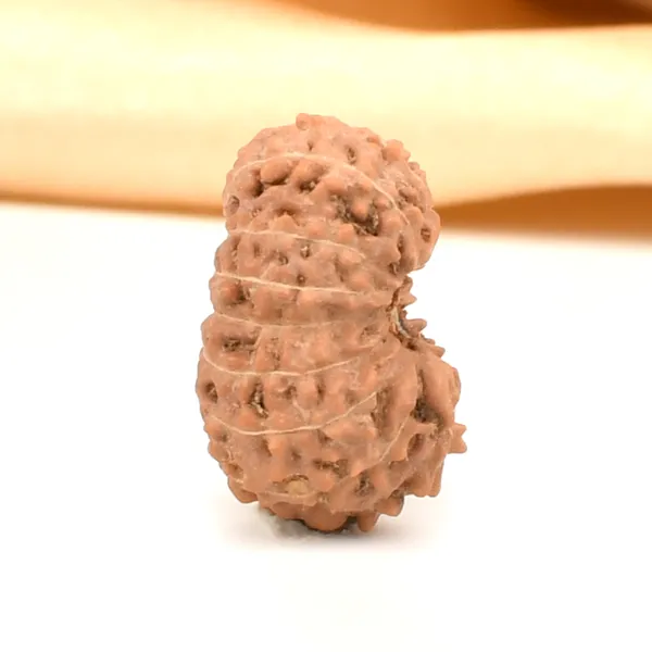 16_Mukhi_From_Java_Indonesia_Large_Civ