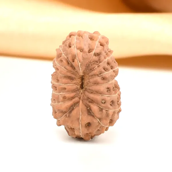 16_Mukhi_From_Java_Indonesia_Large_Civ