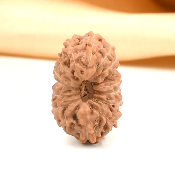 16_Mukhi_From_Java_Indonesia_Large_Civ