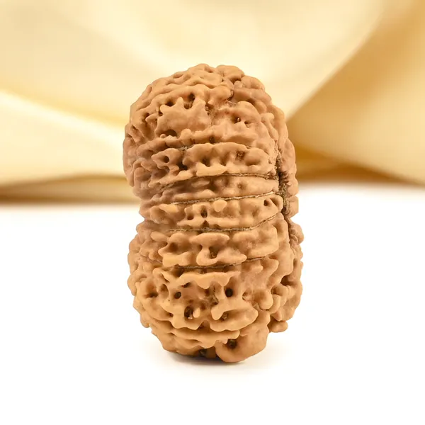 14_Mukhi_From_Nepal_Cclix_Small