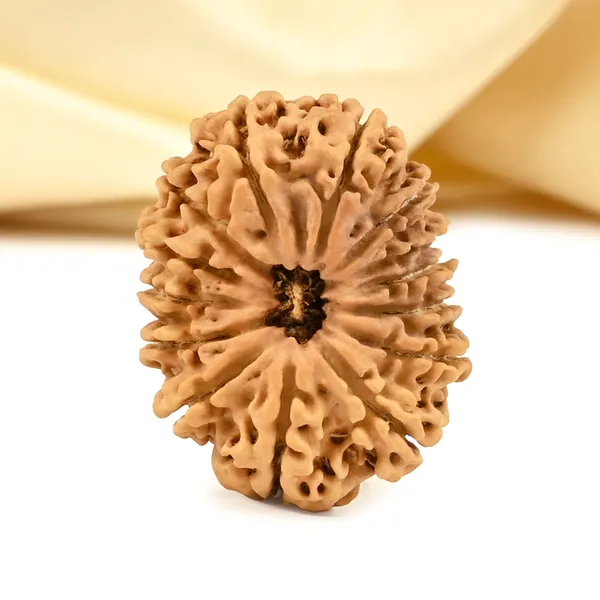 14_Mukhi_From_Nepal_Cclix_Small