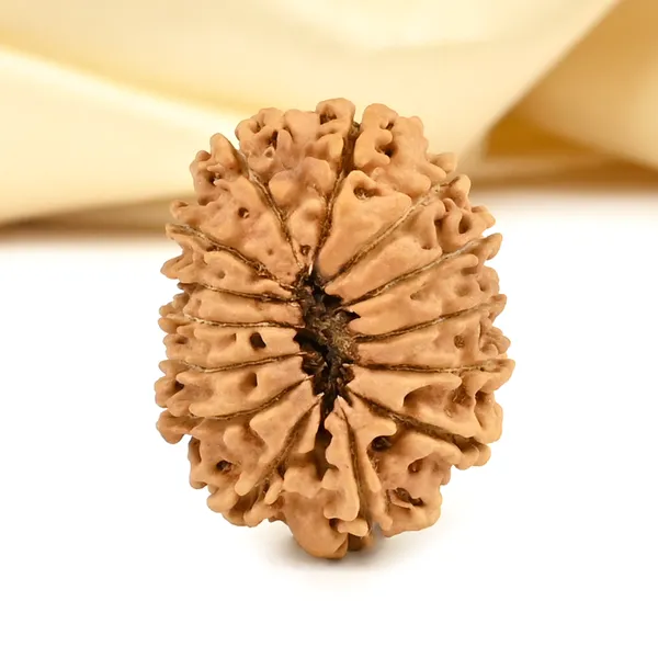 14_Mukhi_From_Nepal_Cclix_Small