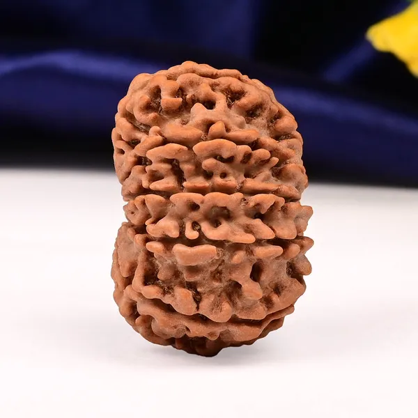 11_Mukhi_From_Nepal_Large_Cv