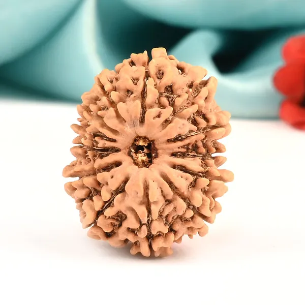 Techpandit_13_Mukhi_Rudraksha_Bead_From_Nepal