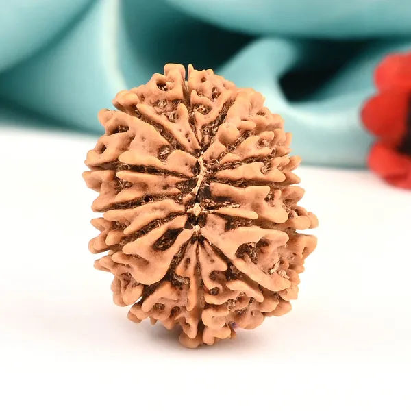 Techpandit_13_Mukhi_Rudraksha_Bead_From_Nepal