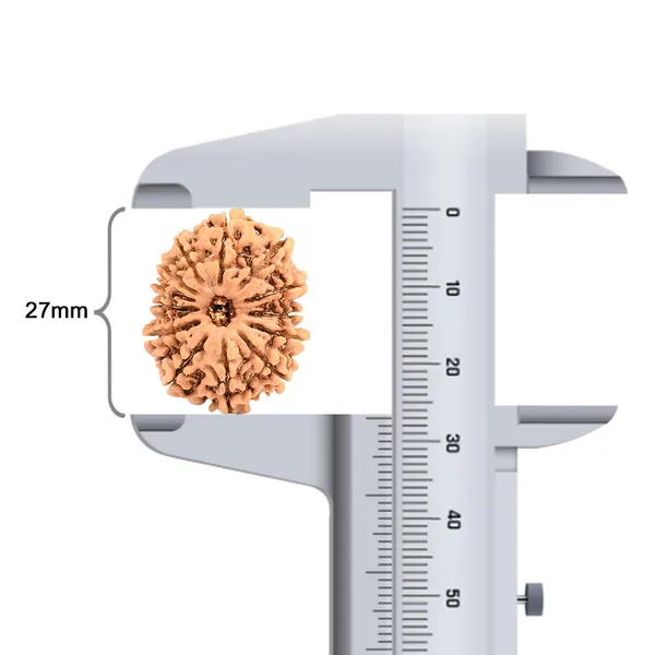 Techpandit_13_Mukhi_Rudraksha_Bead_From_Nepal