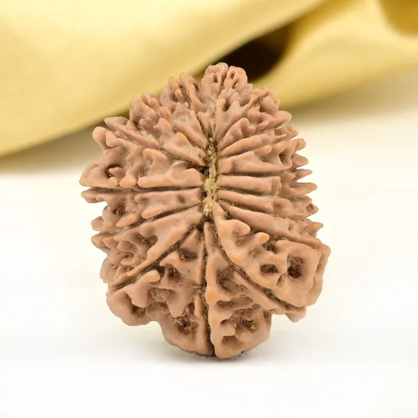 16_Mukhi_From_Nepal_Small_Xliii