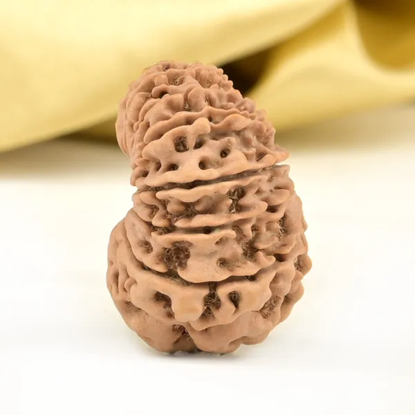 16_Mukhi_From_Nepal_Small_Xliii
