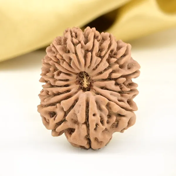 16_Mukhi_From_Nepal_Small_Xliii