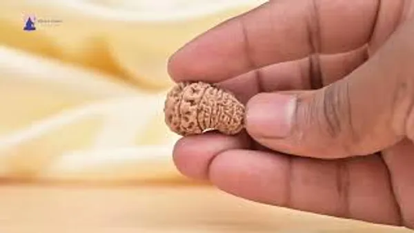 16_Mukhi_From_Nepal_Small_Xliii