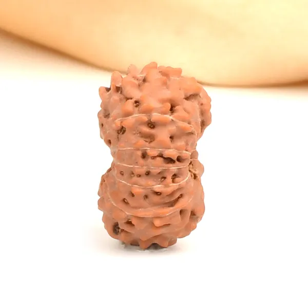 13_Mukhi_From_Java_Indonesia_Large_Clxii