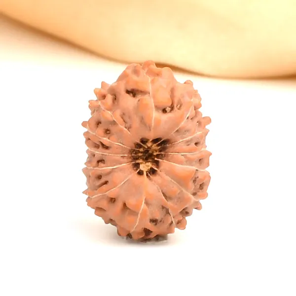 13_Mukhi_From_Java_Indonesia_Large_Clxii