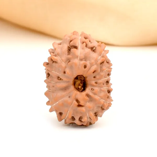 13_Mukhi_From_Java_Indonesia_Large_Clxii