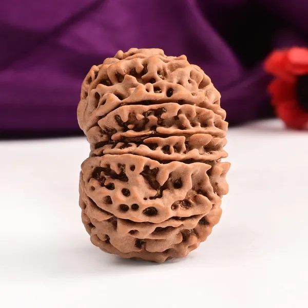 12_Mukhi_From_Nepal_Large_Ciii