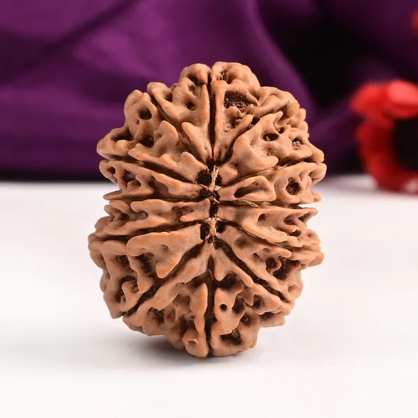 12_Mukhi_From_Nepal_Large_Ciii