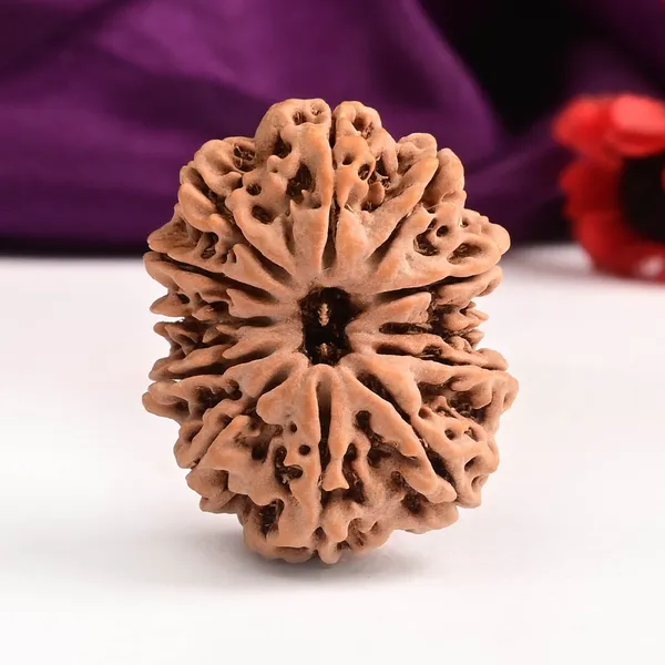 12_Mukhi_From_Nepal_Large_Ciii