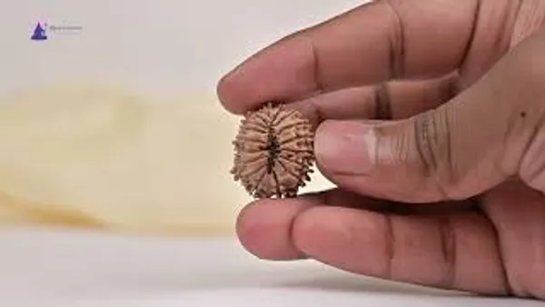 17_Mukhi_From_Nepal_Small_Xxii