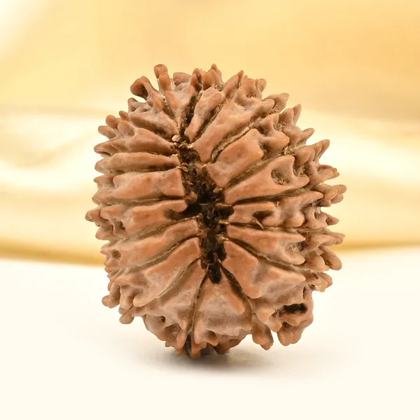 17_Mukhi_From_Nepal_Small_Xxii