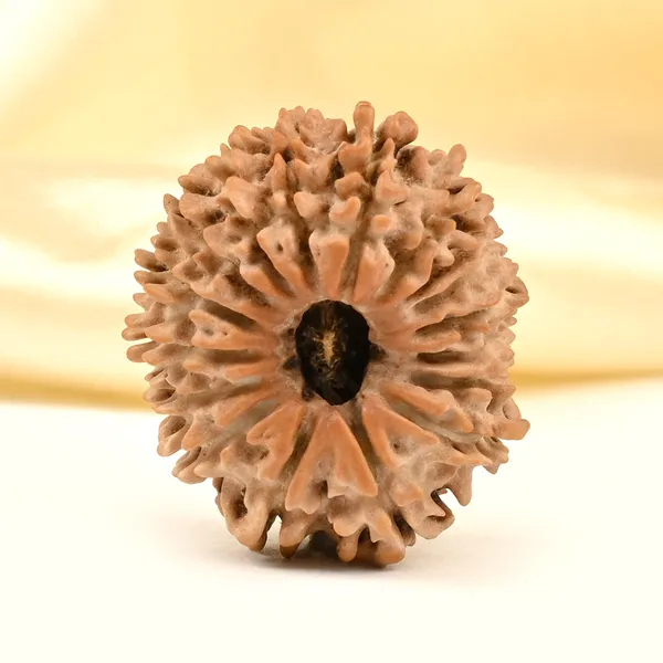 17_Mukhi_From_Nepal_Small_Xxii