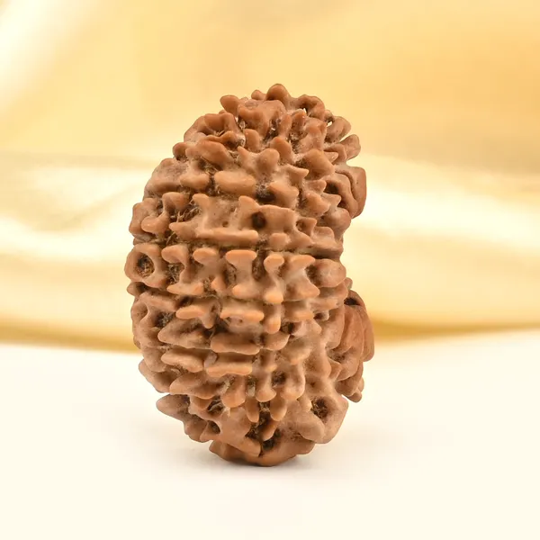 17_Mukhi_From_Nepal_Small_Xxii