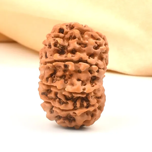 10_Mukhi_From_Nepal_Cclxxxvii