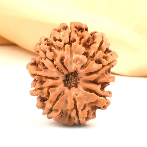 10_Mukhi_From_Nepal_Cclxxxvii
