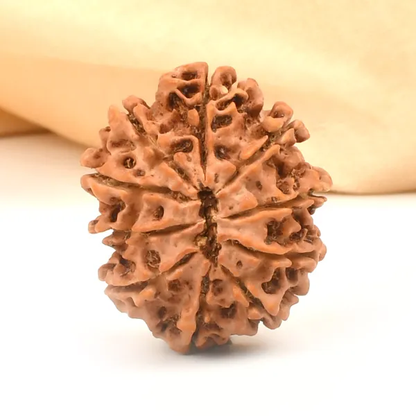 10_Mukhi_From_Nepal_Cclxxxvii