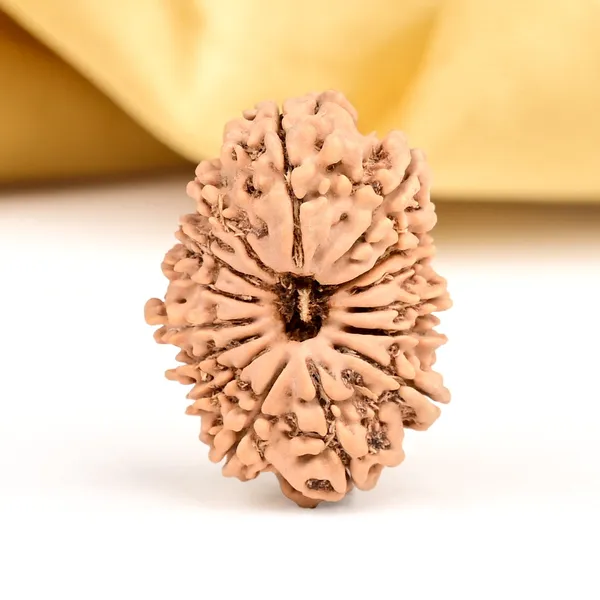 15_Mukhi_Rudraksha_Bead_From_Nepal_Small