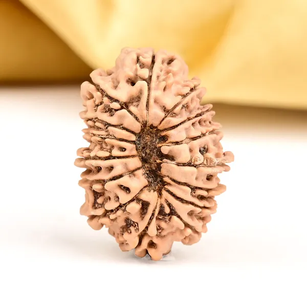 15_Mukhi_Rudraksha_Bead_From_Nepal_Small