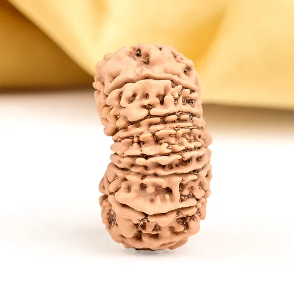 15_Mukhi_Rudraksha_Bead_From_Nepal_Small