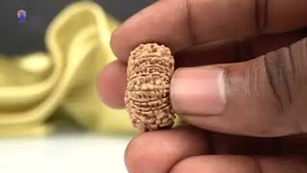15_Mukhi_Rudraksha_Bead_From_Nepal_Small