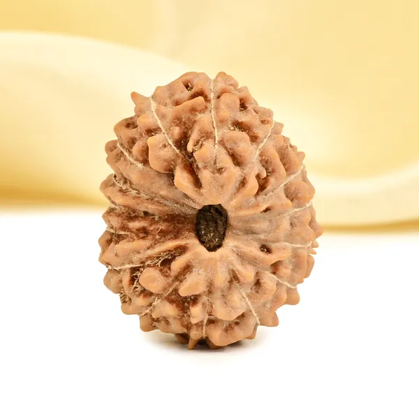15_Mukhi_Rudraksha_Bead_Indonesia