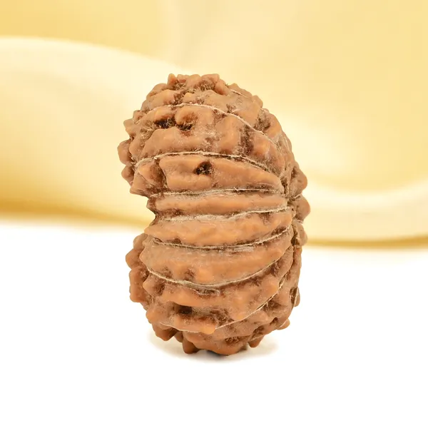 15_Mukhi_Rudraksha_Bead_Indonesia