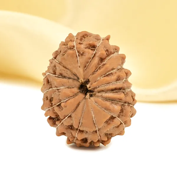 15_Mukhi_Rudraksha_Bead_Indonesia