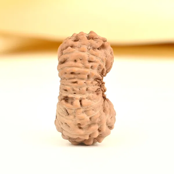 20_Mukhi_From_Java_Indonesia_Cxii