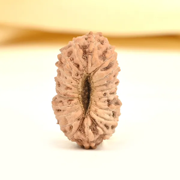 20_Mukhi_From_Java_Indonesia_Cxii
