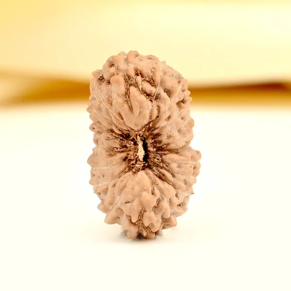 20_Mukhi_From_Java_Indonesia_Cxii