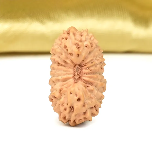 Techpandit_19_Mukhi_Rudraksha_Bead_Indonesia