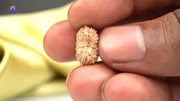 Techpandit_19_Mukhi_Rudraksha_Bead_Indonesia