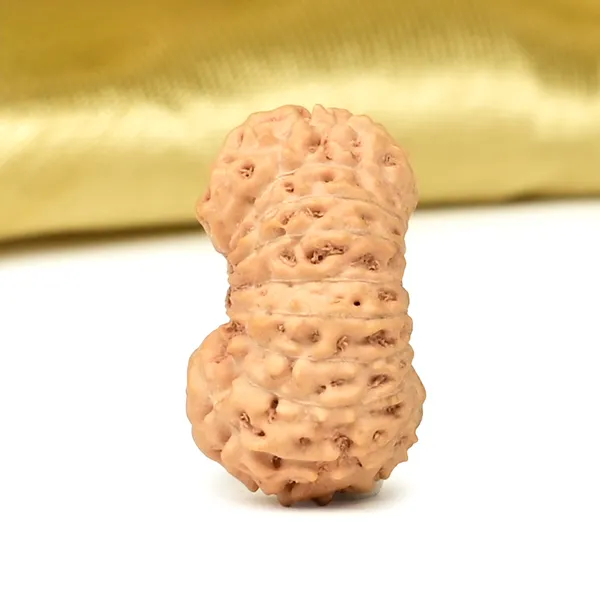 Techpandit_19_Mukhi_Rudraksha_Bead_Indonesia