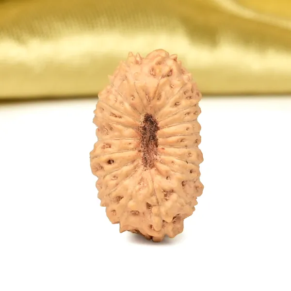 Techpandit_19_Mukhi_Rudraksha_Bead_Indonesia