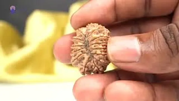 14_Mukhi_From_Nepal_Ccxl