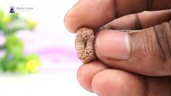 19_Mukhi_From_Java_Indonesia_Lxxiv
