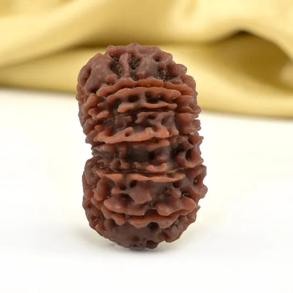 14_Mukhi_From_Nepal_Ccxlvi