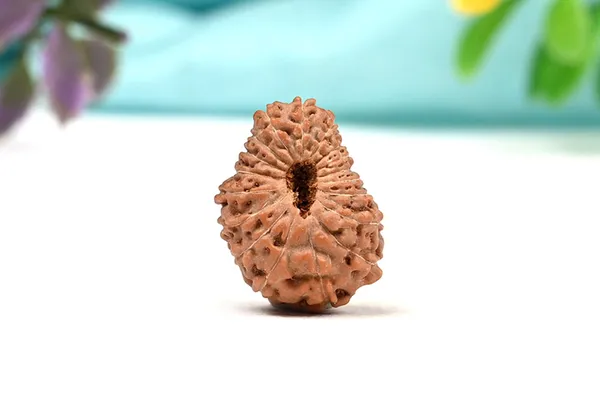 18_Mukhi_From_Java_Indonesia_Large_Cxvi