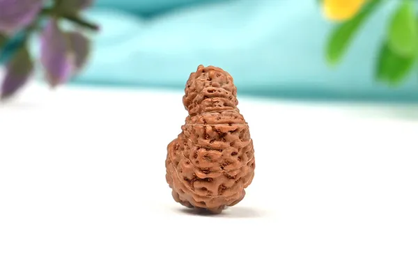 18_Mukhi_From_Java_Indonesia_Large_Cxvi