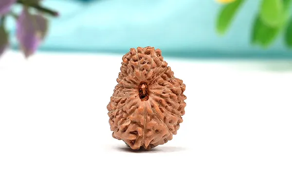 18_Mukhi_From_Java_Indonesia_Large_Cxvi